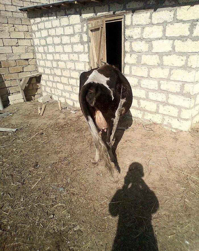 ineyler satilir. 3 dene heyvandi . 2 balali bir bogaz iney . balalilar