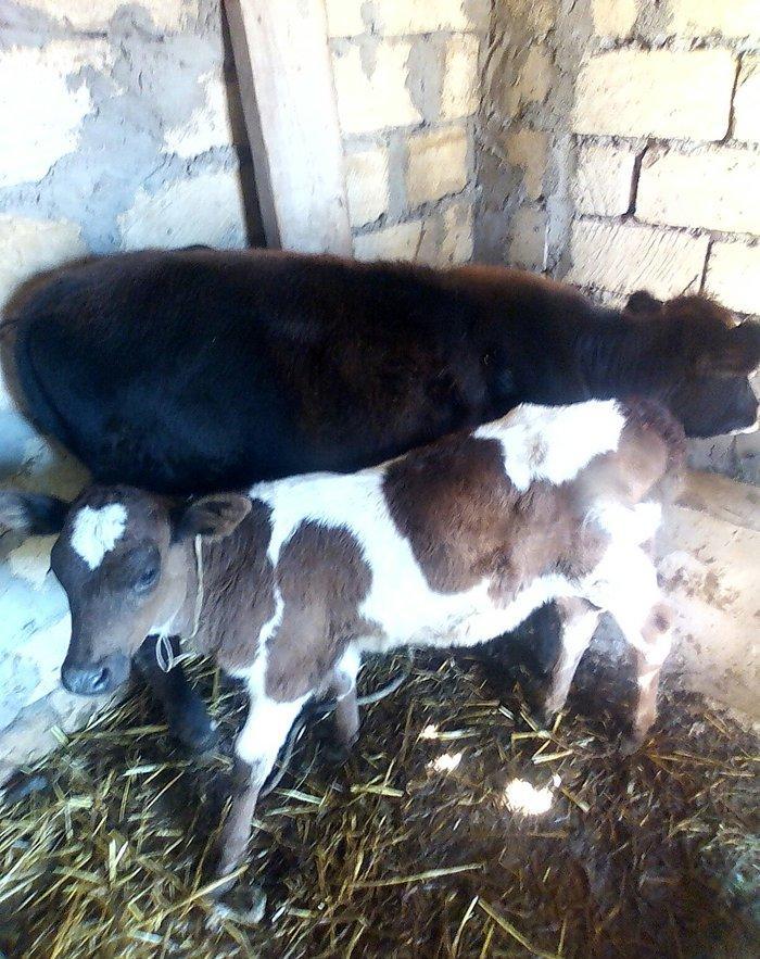 ineyler satilir. 3 dene heyvandi . 2 balali bir bogaz iney . balalilar