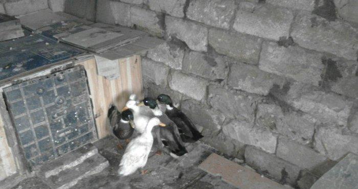 Salam sesli ordek balalari satilir 15- azn  5- ayliqdi  6- ededdir