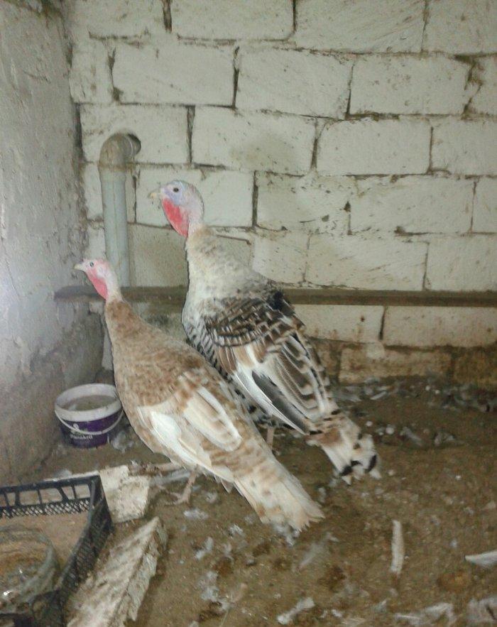 1 cut hinduska satilir 9 ayliq qurd dermanlari verilib cuma iynesi cic