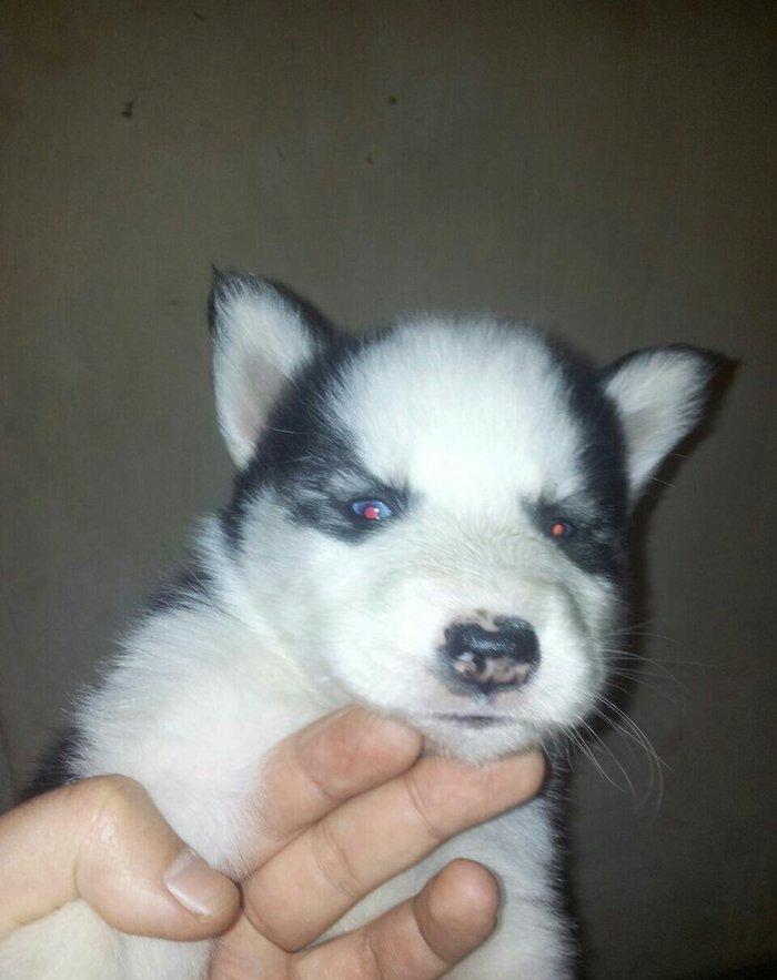 Haski balalari satılır temiz qandi erkekde var diwide,,ayın 4 i 1 ayla