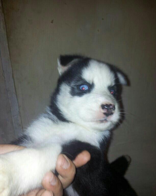 Haski balalari satılır temiz qandi erkekde var diwide,,ayın 4 i 1 ayla