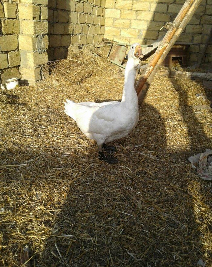 Xolmagor gazi hazir jut  jutune aidi giymeti real alijilar buyurub zen