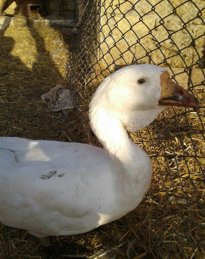 Xolmagor gazi hazir jut  jutune aidi giymeti real alijilar buyurub zen