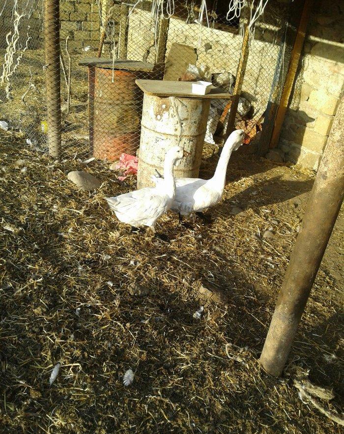 Xolmagor gazi hazir jut  jutune aidi giymeti real alijilar buyurub zen