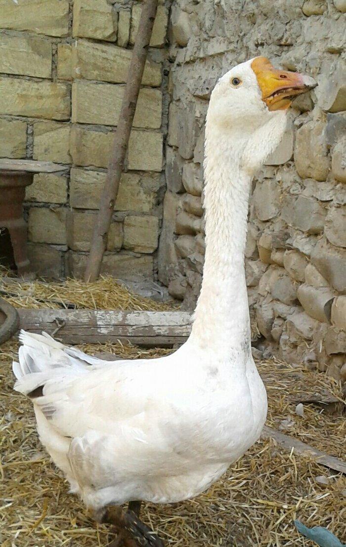 Xolmagor gazi hazir jut  jutune aidi giymeti real alijilar buyurub zen