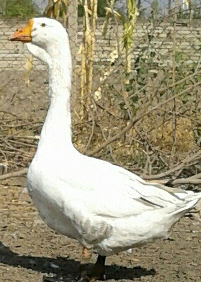 Xolmagor gazi hazir jut  jutune aidi giymeti real alijilar buyurub zen