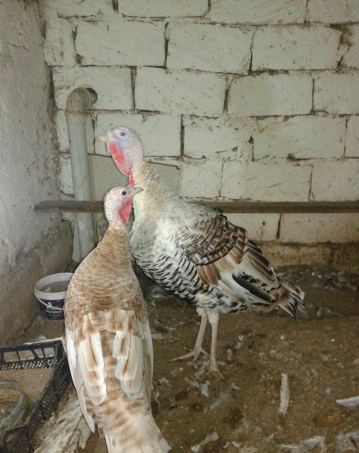 hind qusupari 1 erkey 1 disi cavandilar 8 ayliqdilar qurd dermanlari c