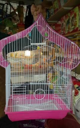 Iri qefes satilir. Su qabi , yem qabi, papuqay durmasi ucun cubuq ve