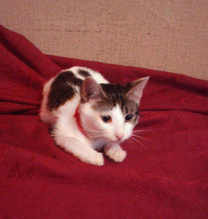 Домашняя чистенькая здоровая девочка (3 + мес. ) бесплатно. Пишите на