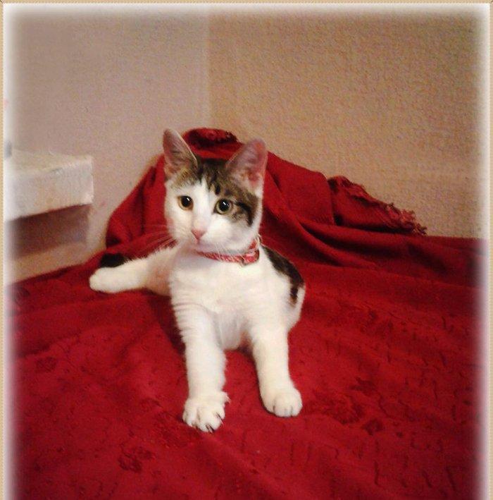 Домашняя чистенькая здоровая девочка (3 + мес. ) бесплатно. Пишите на