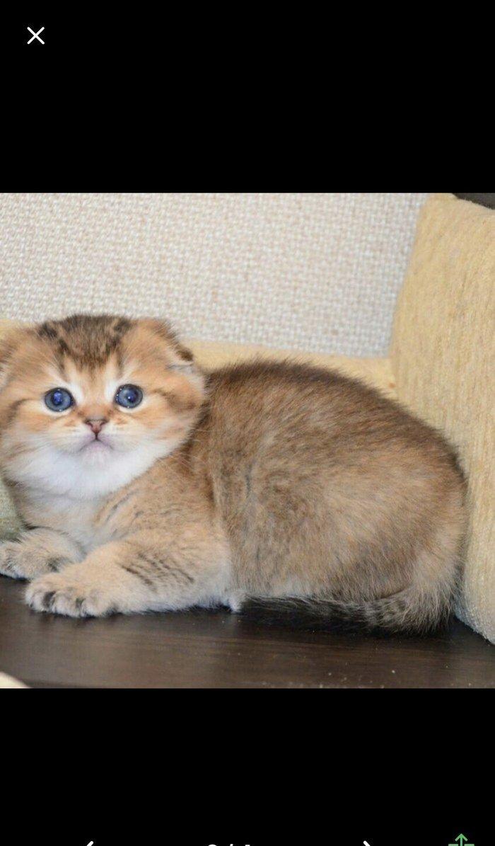 Salam kımde bele pısık balası var  komu ne jalko podarıte pojaluysta b