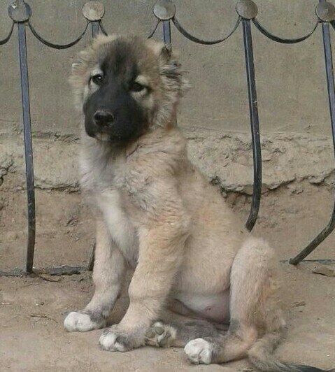 2ay 15 gunluk kucuklerdi xizinin aqdere kendinden gelib ala erkek boz