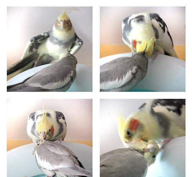 Tutuquşu "korella" hazir cut. Erkek 14 ayliq, dişi 12 ayliq. Tam