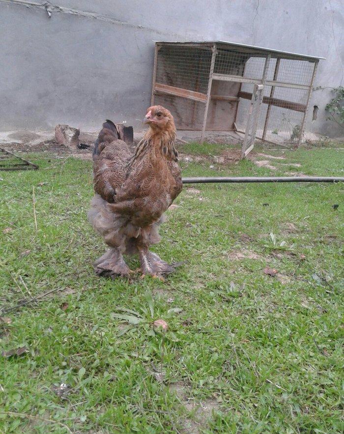 brama dark beceler satiram 3 ve 4 ayliqdilar.gold fere de var