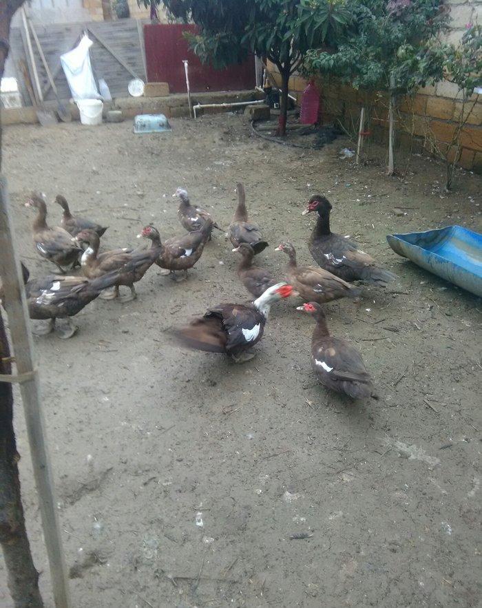 Ukraynadan gələn şkalat rəngli ətlik  həmdə damazlıq lal ördəklər var