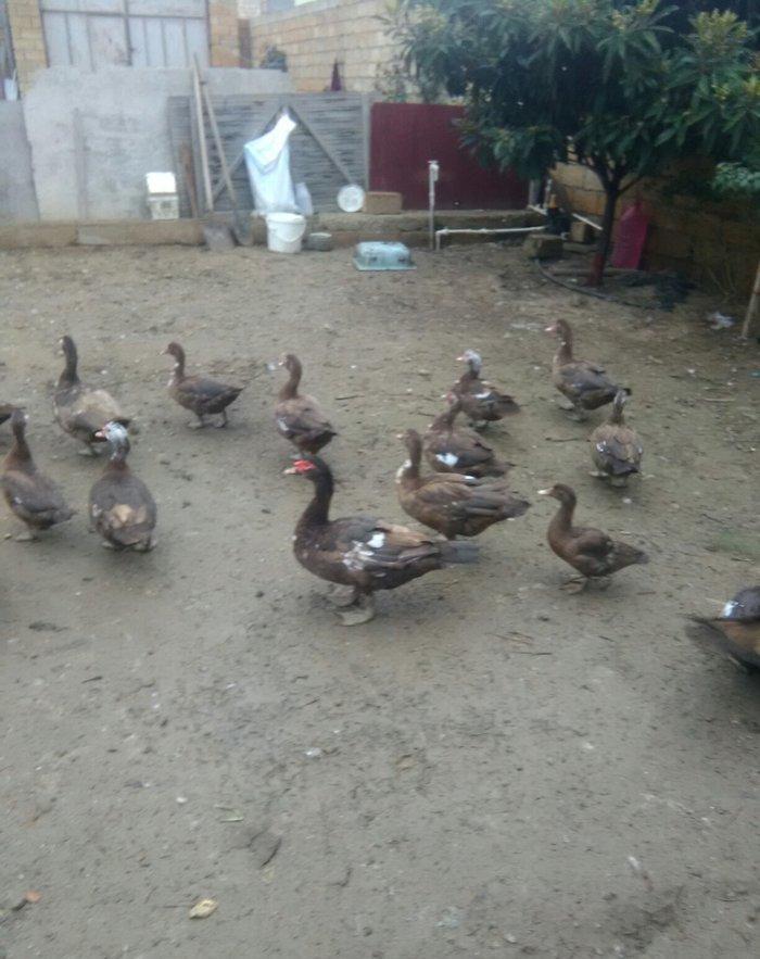 Ukraynadan gələn şkalat rəngli ətlik  həmdə damazlıq lal ördəklər var