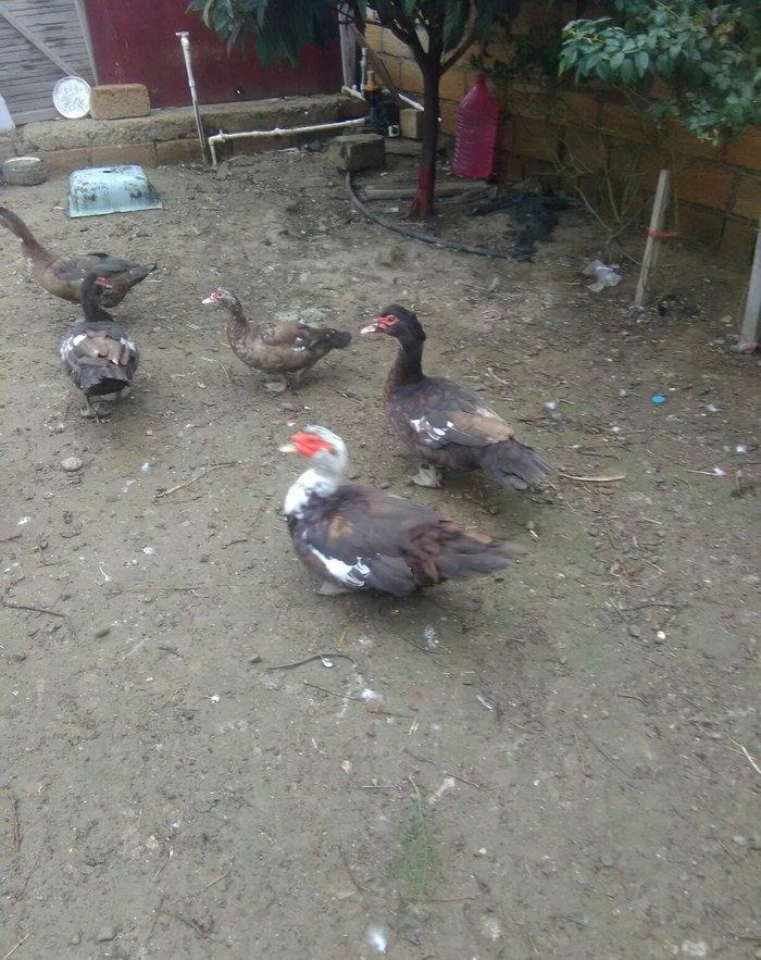 Ukraynadan gələn şkalat rəngli ətlik  həmdə damazlıq lal ördəklər var