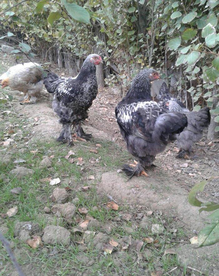 dark brama beceler satiram .3ayliq ve 4 ayliq.qold fere de var