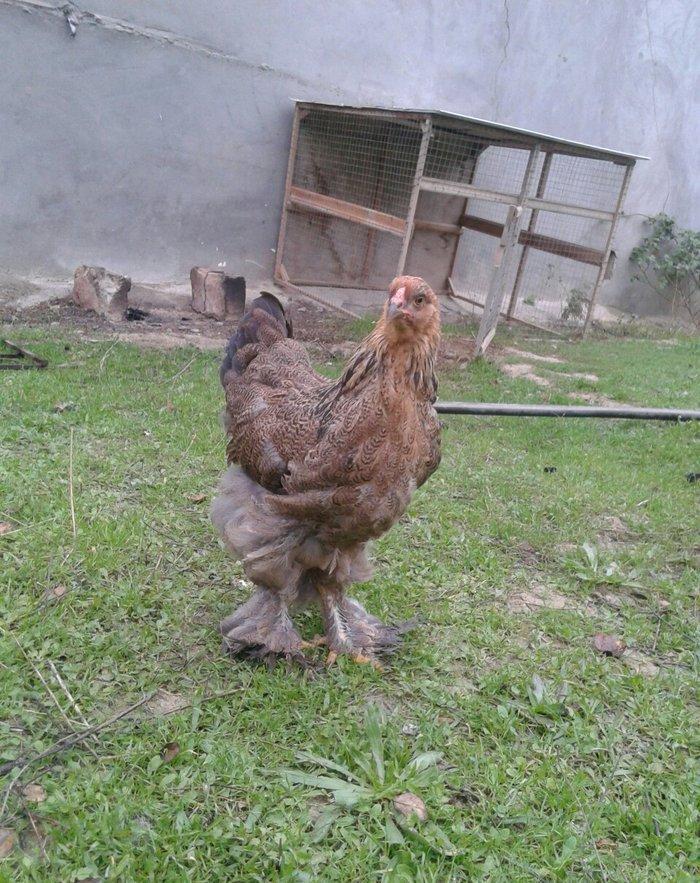 dark brama beceler satiram .3ayliq ve 4 ayliq.qold fere de var