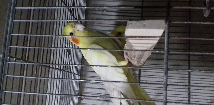 cute hazir maya, cutde olmayib, 14 ayliq, 2 denedir, her ikisi aq