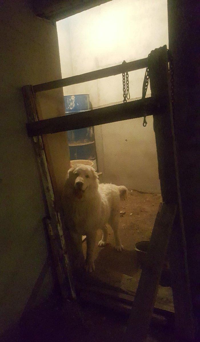 Alabay
1 yasi var disidi bala vermiyib helem cox gozel itdi
baxmaq