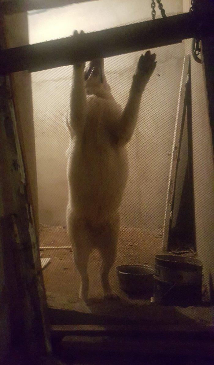 Alabay
1 yasi var disidi bala vermiyib helem cox gozel itdi
baxmaq