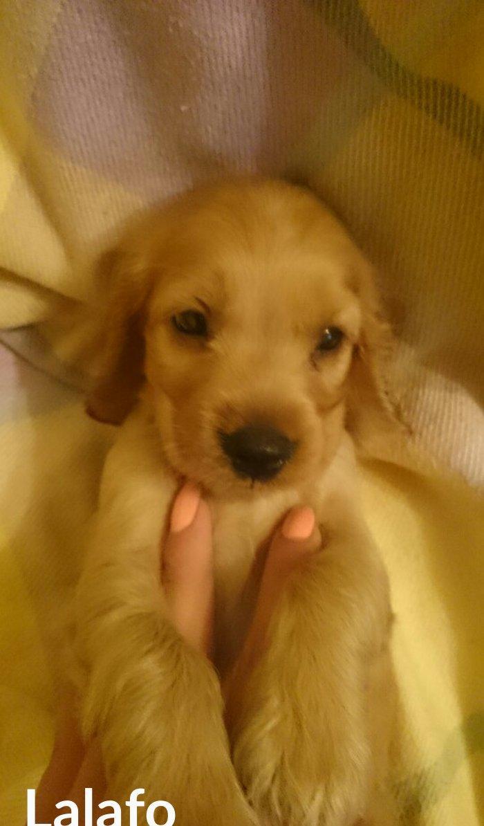 Kokers spaniel  qurt dermanlari verilib, heleki erkek diwi var bron et