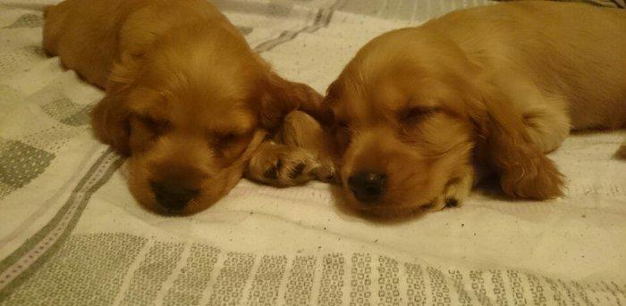 Kokers spaniel  qurt dermanlari verilib, heleki erkek diwi var bron et