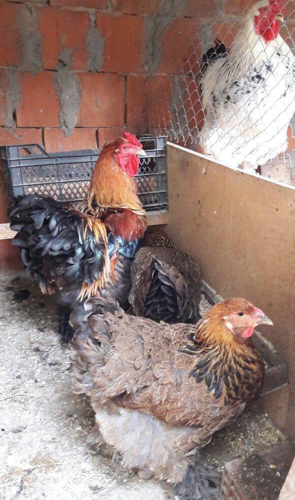 Brama gold ailesi satilir 3 fere 1 xoruz 250 azn