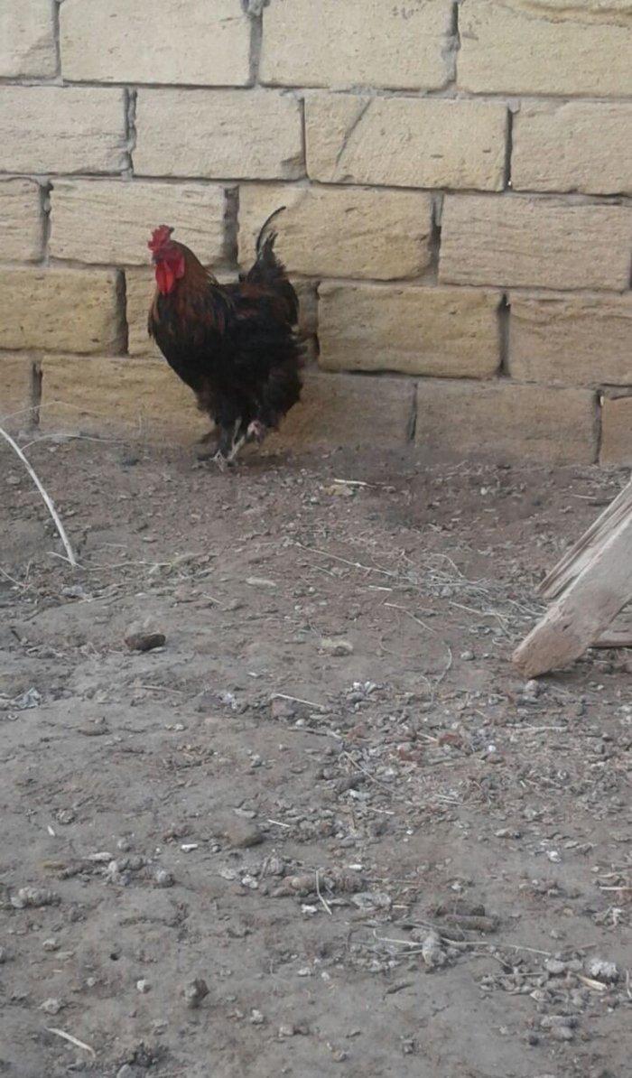 Brama xoruzu. 11 ayliqdi. Tek oldugu ucun satiram. Saglamdir ve cox ak