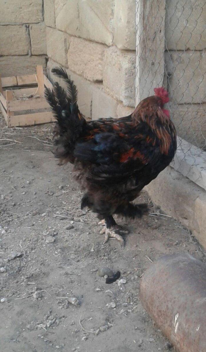 Brama xoruzu. 11 ayliqdi. Tek oldugu ucun satiram. Saglamdir ve cox ak