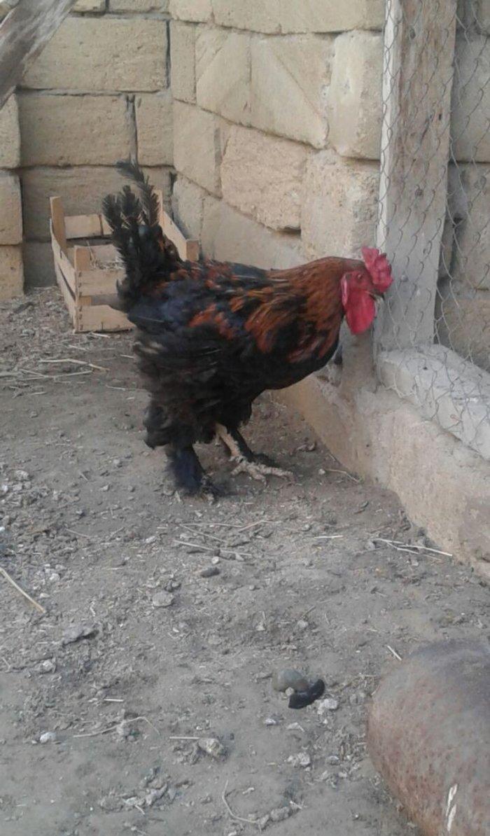 Brama xoruzu. 11 ayliqdi. Tek oldugu ucun satiram. Saglamdir ve cox ak