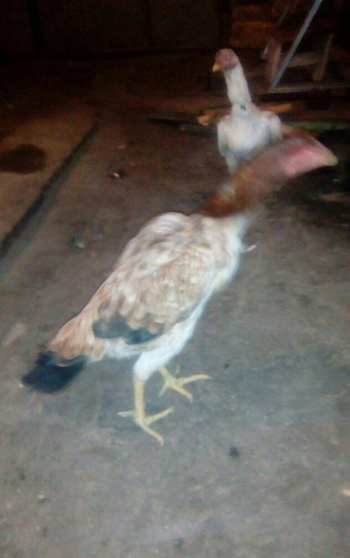 Heyrati fere. Ag 35 manat. Qara 30 manat. Sari 25 manat. Yergidirem on