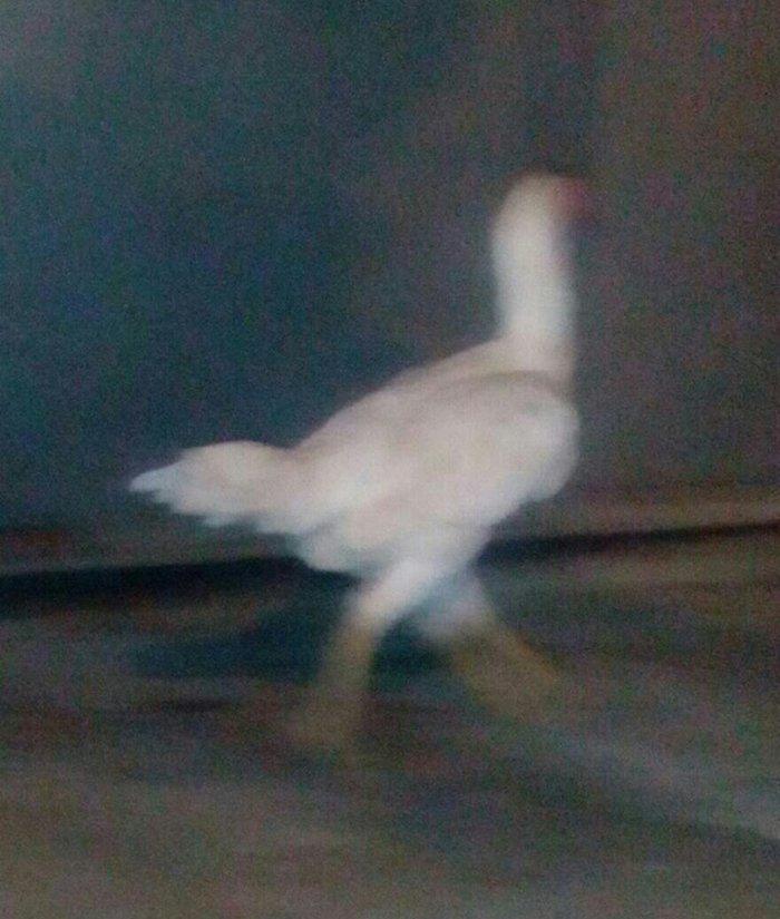 Heyrati fere. Ag 35 manat. Qara 30 manat. Sari 25 manat. Yergidirem on