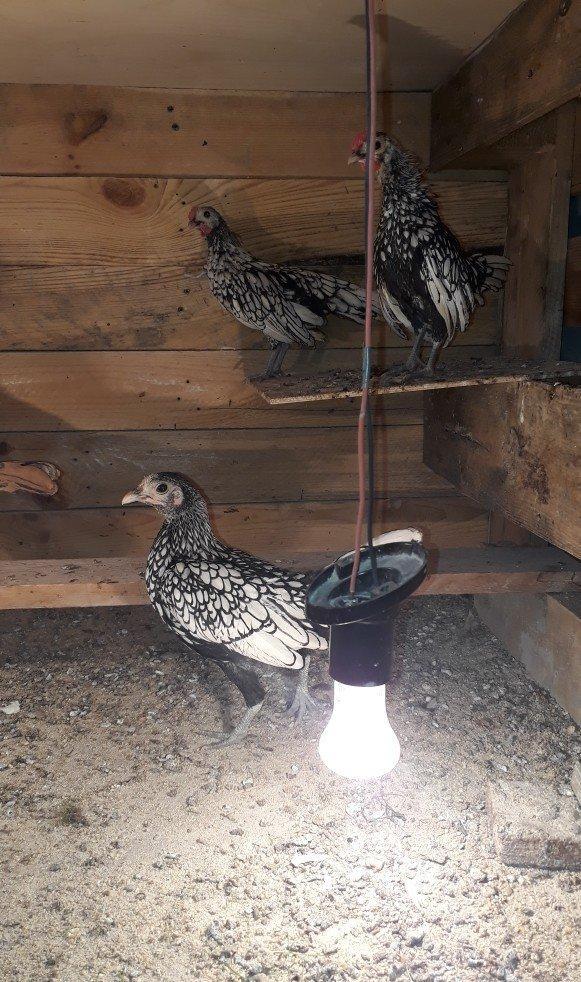 Saqlam heyvanlardi qiymetler 10 20 30 azenedi irili xirdalidi cemi 10