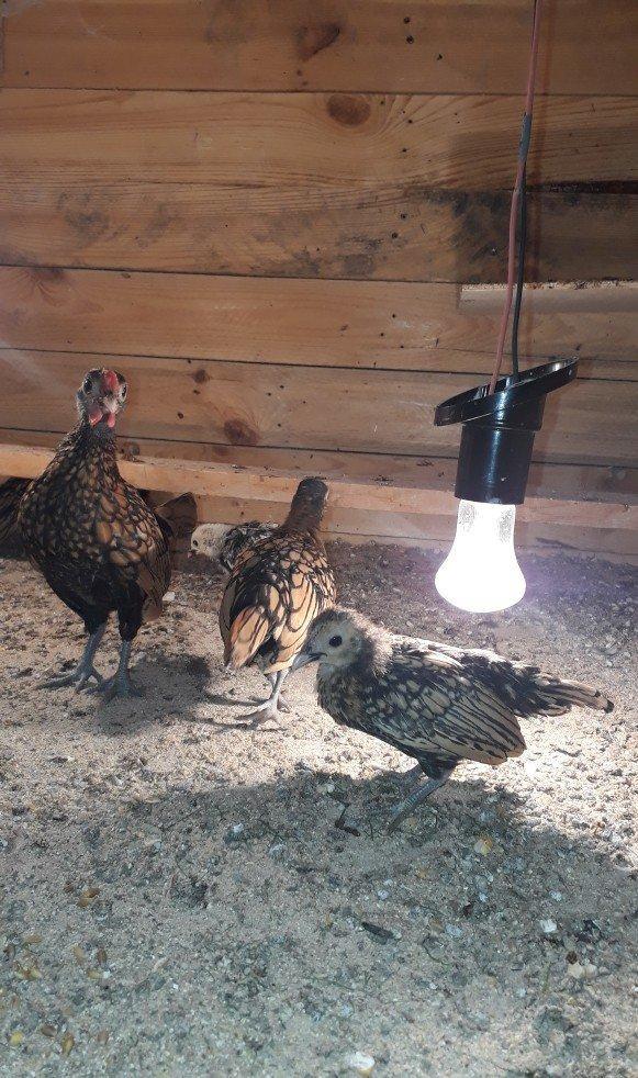 Saqlam heyvanlardi qiymetler 10 20 30 azenedi irili xirdalidi cemi 10