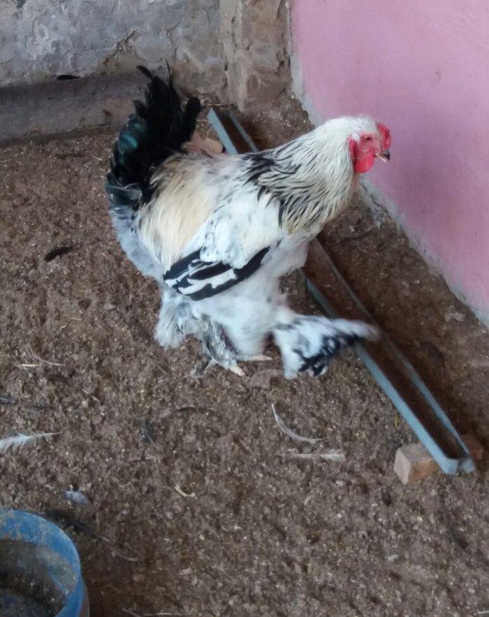 8 aylig brama xoruzu. Saglam esl damazlig heyvandi. Vatsap aktivdi. Ba