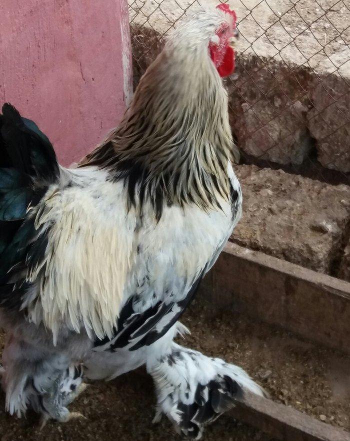 8 aylig brama xoruzu. Saglam esl damazlig heyvandi. Vatsap aktivdi. Ba