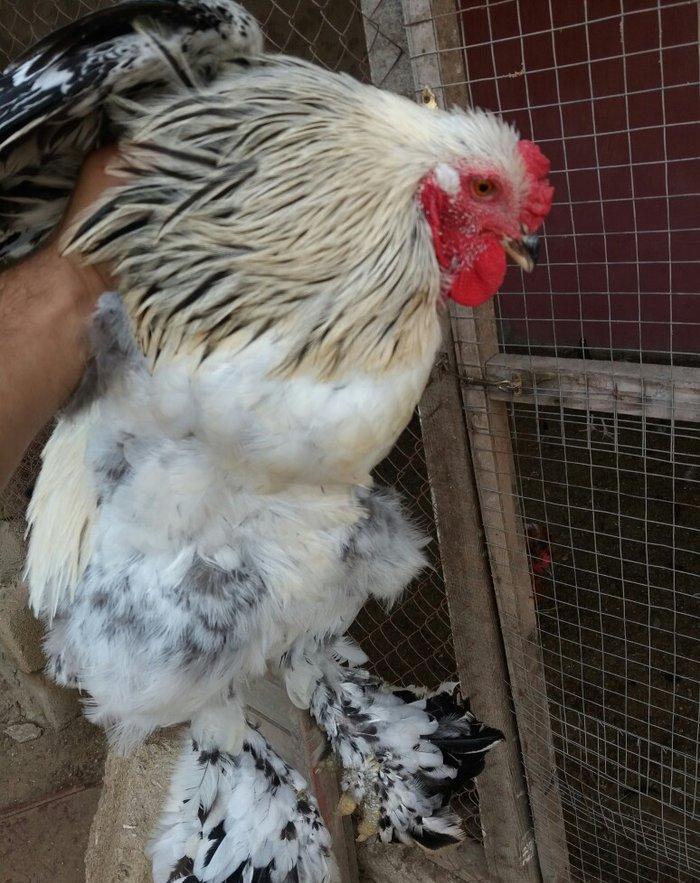 8 aylig brama xoruzu. Saglam esl damazligdi. Vatsap aktivdi. Barterde