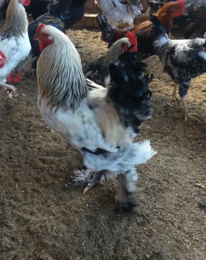 Esl damazlig 9 aylig brama xoruzu. Saglamdi. Barterde olar baxir neyne