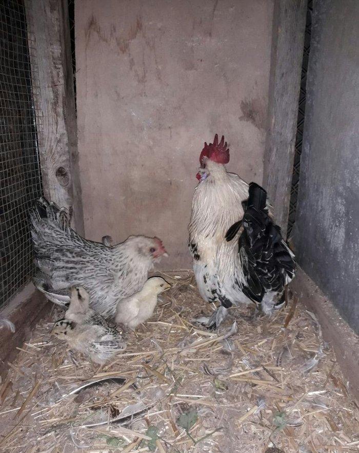 yaponka xoruz toyuq 4 de bala asagi yeride var real aliciya