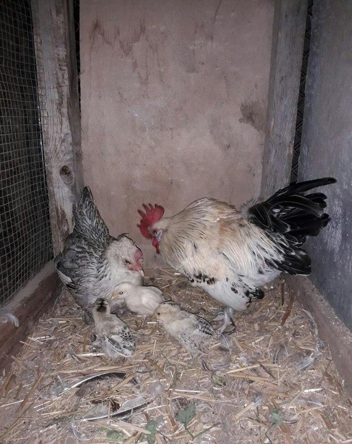 yaponka xoruz toyuq 4 de bala asagi yeride var real aliciya