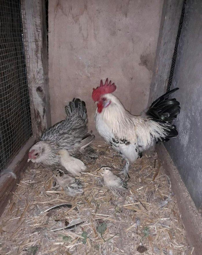 yaponka xoruz toyuq 4 de bala asagi yeride var real aliciya