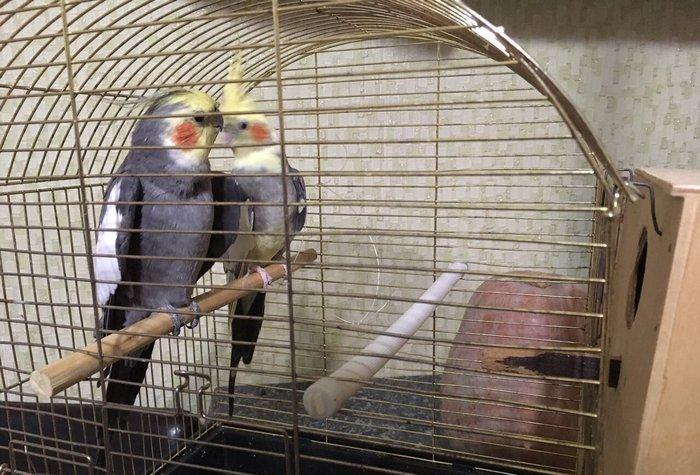 Korella Hazir Cut, yumurta qoymaga tam hazir quwlardi. Tam saglam,