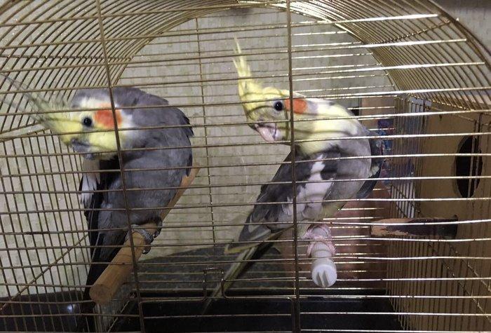 Korella Hazir Cut, yumurta qoymaga tam hazir quwlardi. Tam saglam,