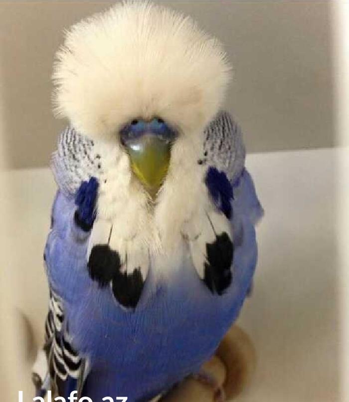 vistifka papuqay aliram bala ve cavan cutde olar aliram saxlam qus ols