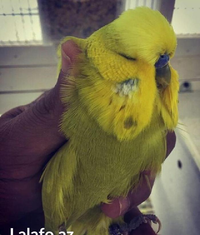 vistifka papuqay aliram bala ve cavan cutde olar aliram saxlam qus ols