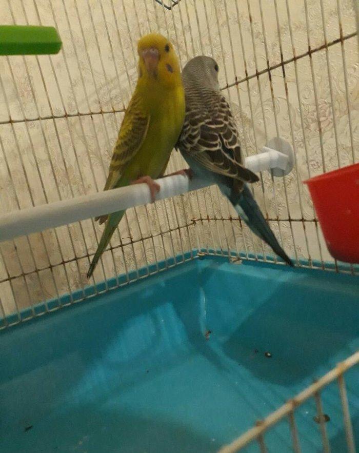 Iri qefes qariwiq erkek  ve diwi tam saglam  papuqaylar satilir. Qiyme