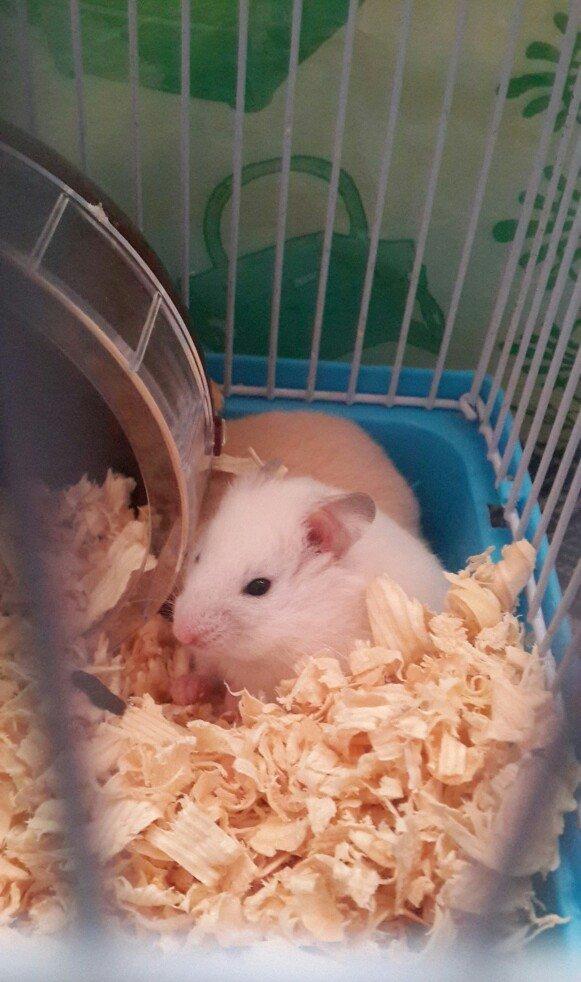 Tam saglam Xamyaklar satilir. Erkek ve diwi. Biri temiz ag digeri boz